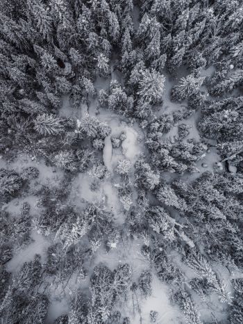Обои 1536x2048 снегопад, фото с дрона, зима, деревья