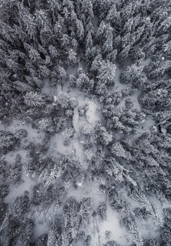 Обои 1668x2388 снегопад, фото с дрона, зима, деревья