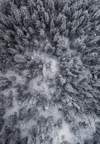 snowfall, drone photo, winter, trees Wallpaper 1640x2360