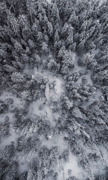Обои 1200x2000 снегопад, фото с дрона, зима, деревья