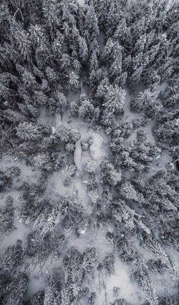 Обои 600x1024 снегопад, фото с дрона, зима, деревья