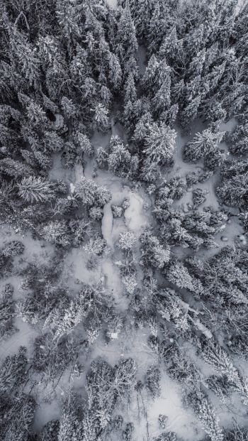 snowfall, drone photo, winter, trees Wallpaper 640x1136