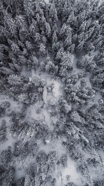 Обои 750x1334 снегопад, фото с дрона, зима, деревья
