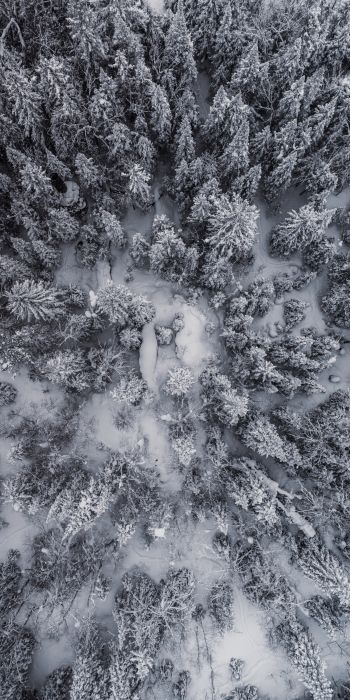 Обои 720x1440 снегопад, фото с дрона, зима, деревья