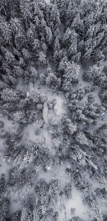 Обои 1440x2960 снегопад, фото с дрона, зима, деревья