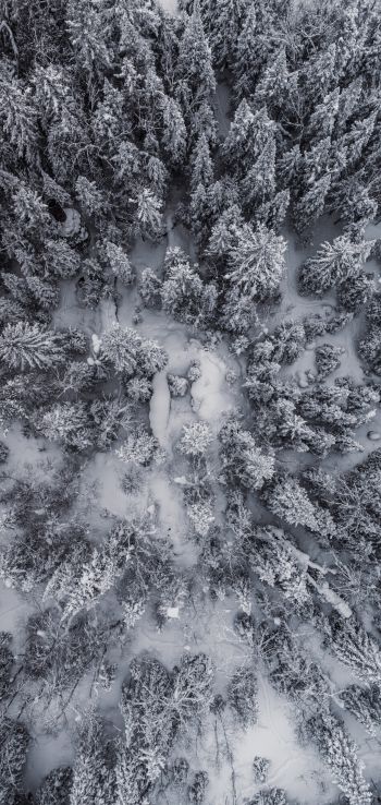 Обои 1080x2280 снегопад, фото с дрона, зима, деревья