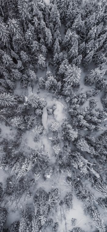 Обои 1242x2688 снегопад, фото с дрона, зима, деревья