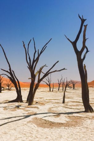 Sossusvlei, Namibia, dead trees Wallpaper 640x960