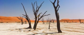 Обои 3440x1440 Соссусфлей, Намибия, мертвые деревья