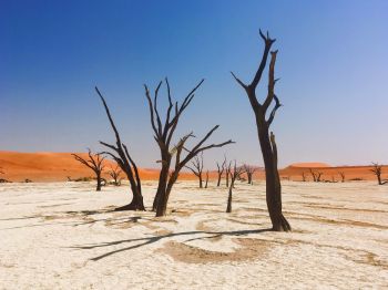 Обои 800x600 Соссусфлей, Намибия, мертвые деревья