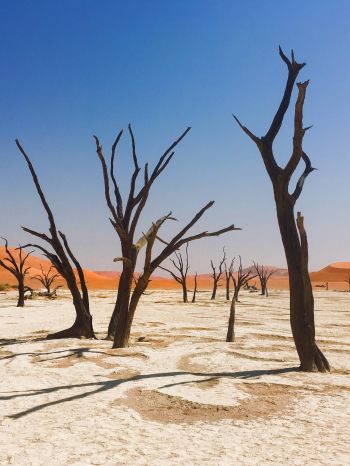 Обои 1620x2160 Соссусфлей, Намибия, мертвые деревья