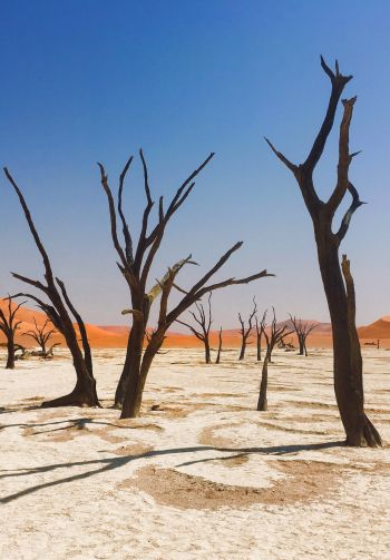 Обои 1640x2360 Соссусфлей, Намибия, мертвые деревья