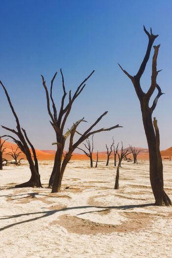 Обои 640x960 Соссусфлей, Намибия, мертвые деревья