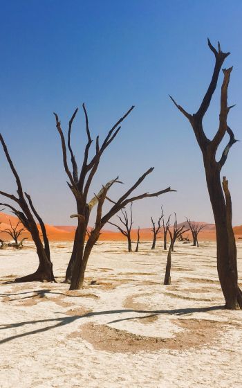 Обои 1600x2560 Соссусфлей, Намибия, мертвые деревья