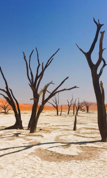 Обои 1200x2000 Соссусфлей, Намибия, мертвые деревья