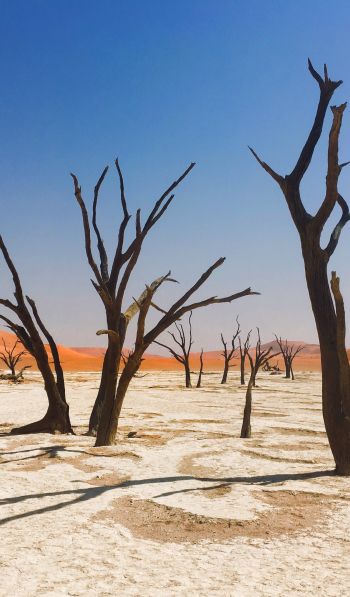 Sossusvlei, Namibia, dead trees Wallpaper 600x1024
