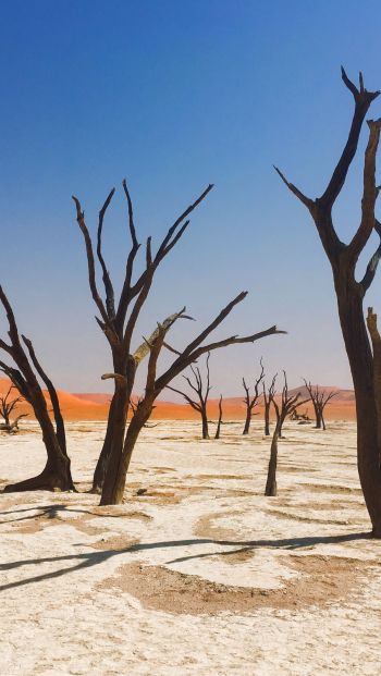 Обои 640x1136 Соссусфлей, Намибия, мертвые деревья