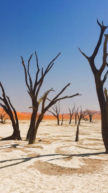 Обои 750x1334 Соссусфлей, Намибия, мертвые деревья