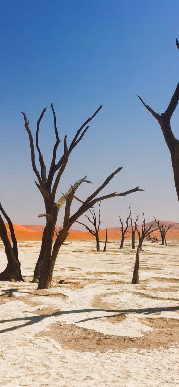 Обои 1284x2778 Соссусфлей, Намибия, мертвые деревья