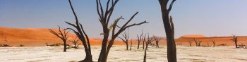 Sossusvlei, Namibia, dead trees Wallpaper 1590x400