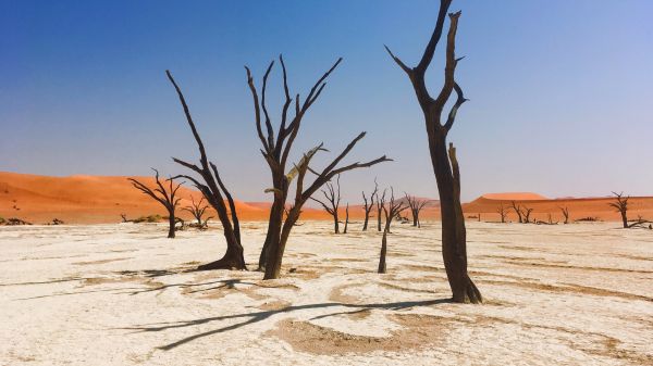 Обои 2560x1440 Соссусфлей, Намибия, мертвые деревья