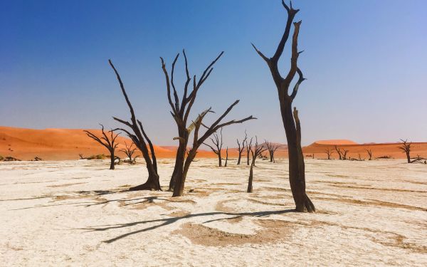 Sossusvlei, Namibia, dead trees Wallpaper 2560x1600
