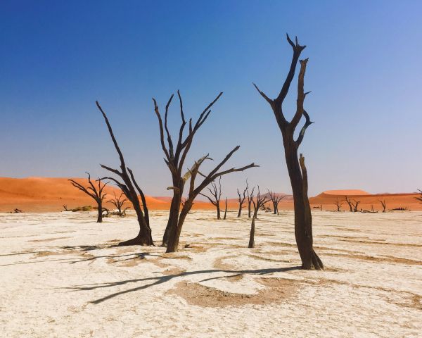 Sossusvlei, Namibia, dead trees Wallpaper 1280x1024