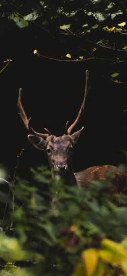 United Kingdom, deer, animal Wallpaper 828x1792