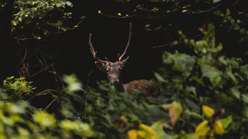 United Kingdom, deer, animal Wallpaper 1366x768