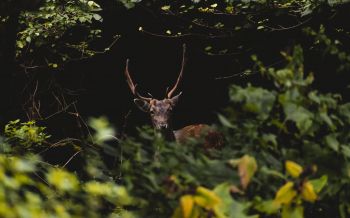 United Kingdom, deer, animal Wallpaper 2560x1600