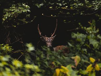 United Kingdom, deer, animal Wallpaper 1024x768