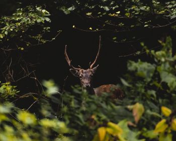 United Kingdom, deer, animal Wallpaper 1280x1024