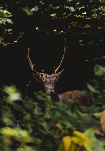 United Kingdom, deer, animal Wallpaper 1668x2388