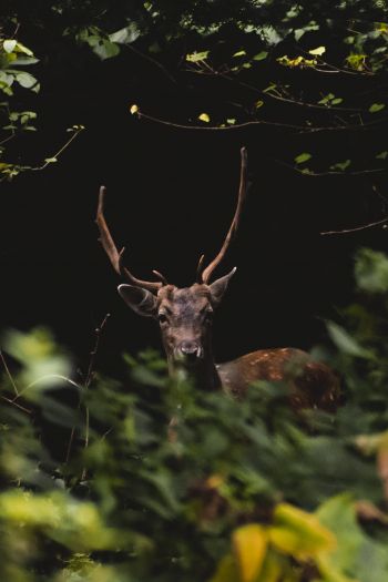 United Kingdom, deer, animal Wallpaper 640x960