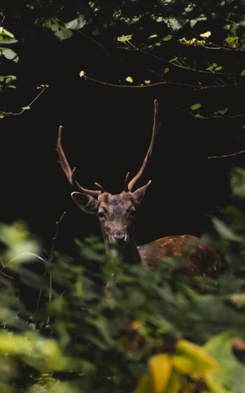 United Kingdom, deer, animal Wallpaper 800x1280