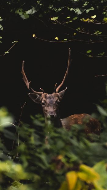 United Kingdom, deer, animal Wallpaper 640x1136