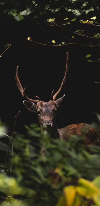 United Kingdom, deer, animal Wallpaper 1080x2220