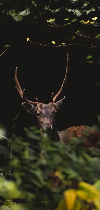 United Kingdom, deer, animal Wallpaper 1080x2280