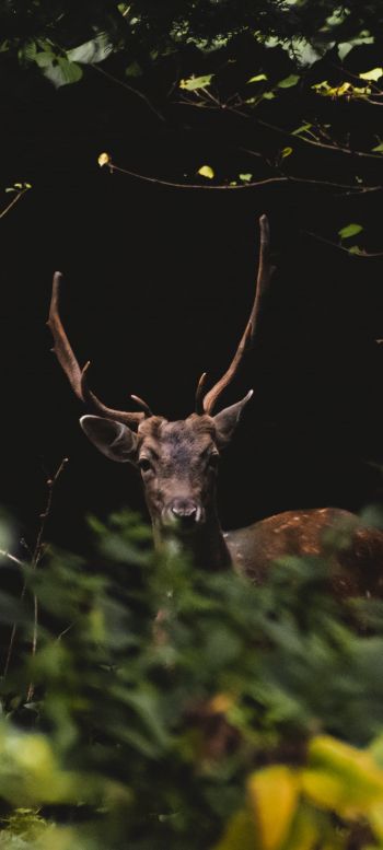 United Kingdom, deer, animal Wallpaper 720x1600