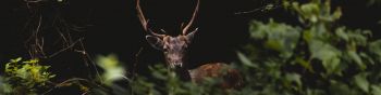 United Kingdom, deer, animal Wallpaper 1590x400