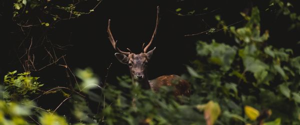 United Kingdom, deer, animal Wallpaper 3440x1440