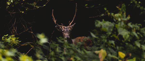 United Kingdom, deer, animal Wallpaper 2560x1080