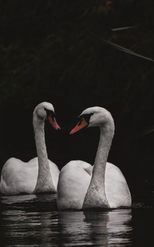 Northumberland, Great Britain, lake, swans Wallpaper 1752x2800