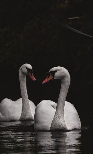 Northumberland, Great Britain, lake, swans Wallpaper 1200x2000