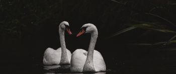 Northumberland, Great Britain, lake, swans Wallpaper 2560x1080