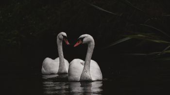 Northumberland, Great Britain, lake, swans Wallpaper 1280x720