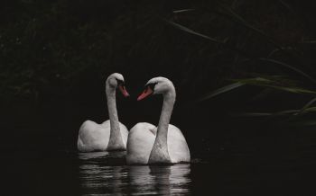 Northumberland, Great Britain, lake, swans Wallpaper 2560x1600