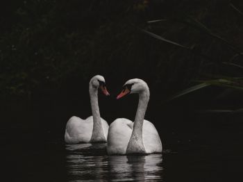 Northumberland, Great Britain, lake, swans Wallpaper 800x600