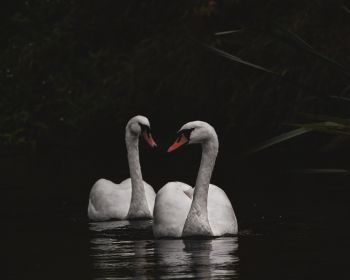 Northumberland, Great Britain, lake, swans Wallpaper 1280x1024