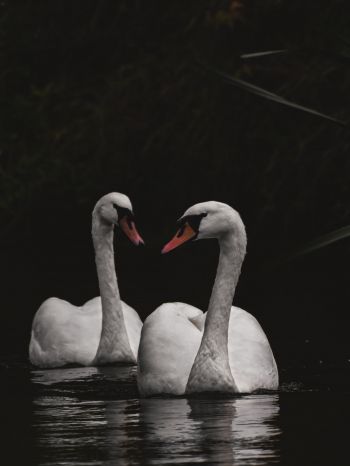 Обои 1620x2160 Нортумберленд, Великобритания, озеро, лебеди